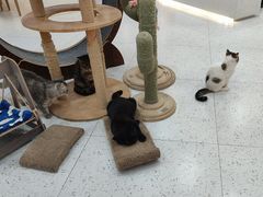 -喵园·猫主题咖啡厅·撸猫·猫咖(国贸店)