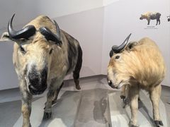 -武汉园博园(武汉自然博物馆)
