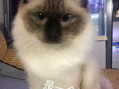 -翊宠yipet猫狗购宠庄园犬舍•猫舍