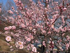 -上海辰山植物园