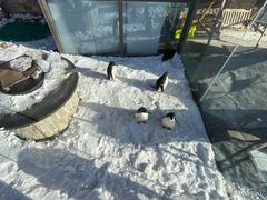 -密苑云顶乐园(云顶滑雪场)