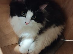 -楼上猫咖(罗湖店)