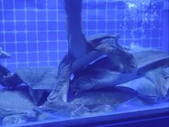 -食悦江南·淮扬菜·烤鸭(亚运村·惠新店)