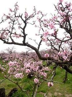 -南汇桃花村