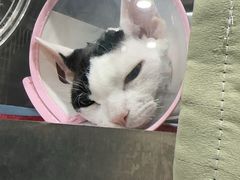 -四月宠物医院·猫专科·心脏专科·内科(转塘店)