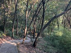 -上海佘山国家森林公园天马山园