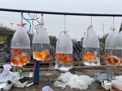 -中环花鸟鱼虫市场