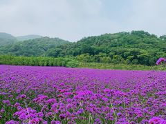 -南京市无想山景区