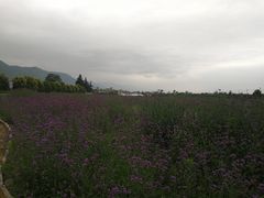 -曲江薰衣草庄园