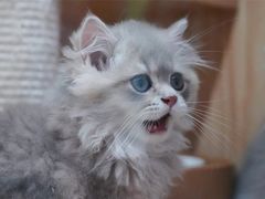 -山宅一喵德文卷毛猫舍