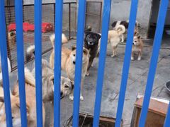 -成都爱之家动物救助中心