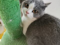 -猫在这儿猫咪咖啡馆·撸猫馆