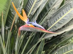 -南宫五洲植物乐园