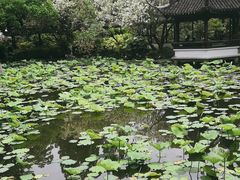 -上海醉白池公园