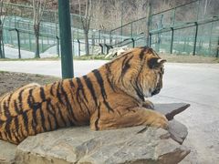 -栾川竹海野生动物园