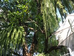 -Fern Forest Cafe