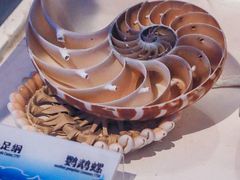 -贝壳梦幻世界
