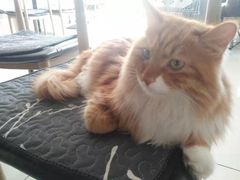 -平行世界·猫咖(首经贸店)