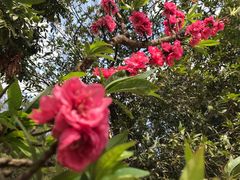 -南国桃园旅游度假区