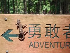 -上海共青森林公园