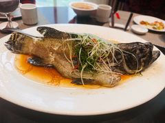 清蒸龙胆鱼-紫阳海鲜楼·传承闽味(长乐路总店)