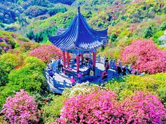 -贵州百里杜鹃风景名胜区