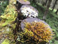 -硗碛藏寨·神木垒景区