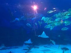 -烟台海昌鲸鲨海洋公园