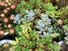 -双季花艺园艺市场(浦东店)