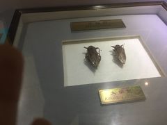 -上海昆虫博物馆