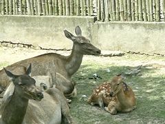 -上海野生动物园