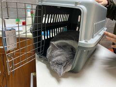 -美联众合宠物医院·爱萌分院·内外科·猫科中心