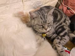 -平行世界·猫咖(首经贸店)