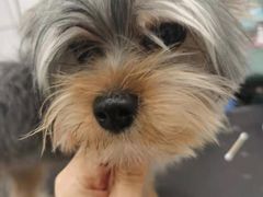 -BABIT巴比特宠物(MOMOPARK店)