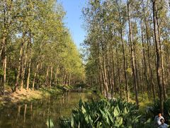 -合肥滨湖国家森林公园