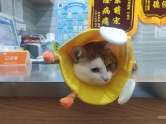 -瑞派名望志远动物医院·猫科·內科·异宠专科(直港大道店)