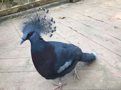 -清迈夜间动物园