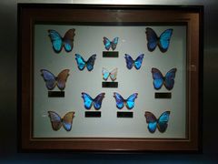 -上海昆虫博物馆