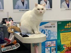 -纳吉亚猫专科动物医院·北北分院