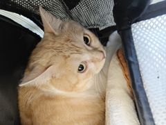 -瑞派康怡24h宠物医院·犬猫医疗中心·微创绝育(瑞景分院)