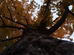 -黄村公园