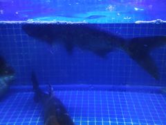-姜君·千岛湖鱼头馆(浦东大道店)