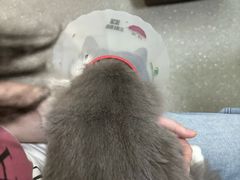 -伟伟宠物医院·瑞派猫友好医院·猫科(光谷店)