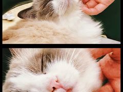 -安格丽娜·狗咖·猫咖羊驼咖(春熙路百盛商场店)