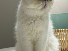 -怪兽屋·羊驼·猫咖·狗咖(俊华广场店)