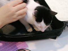 -御宝贝·A梦猫科宠物医院(国际猫友好医院)