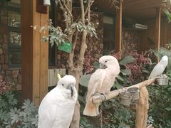 -南宫五洲植物乐园