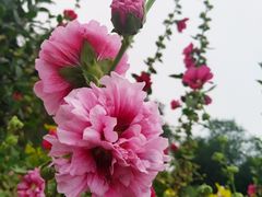 -西青郊野公园