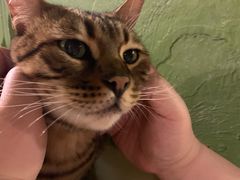 -猫猫幼稚园·撸猫·桌游·电玩