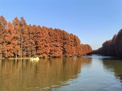 -上海海湾国家森林公园